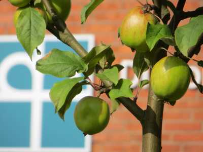 Ein Apfelbaum steht vor dem Logo der Diakonie 