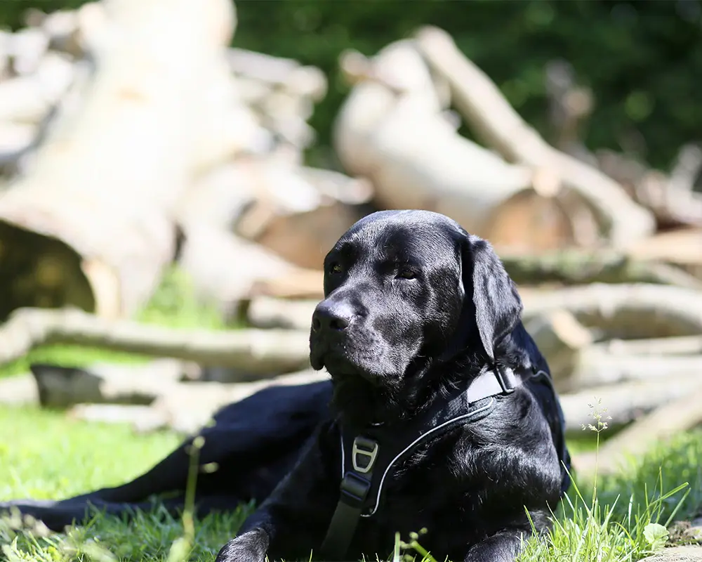 der schwarze mittelgrosse der Tagesstätten liegt auf dem Rasen vor einem Stapel Brennholz