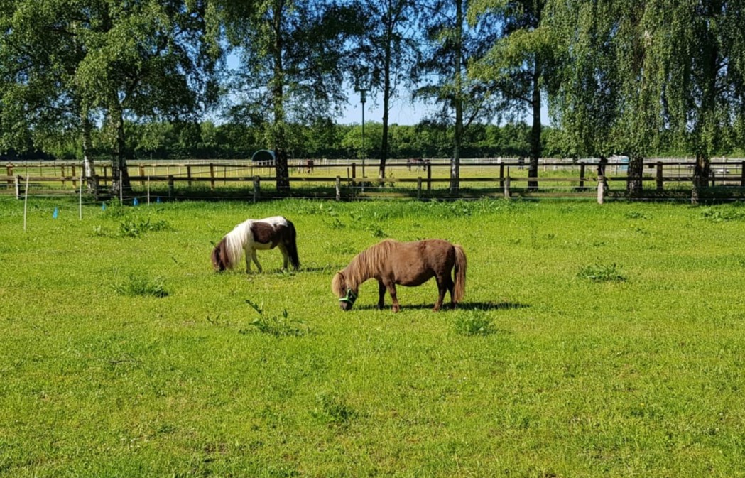 Neueinzug: Tiergestützte Therapie mit Mini-Ponys