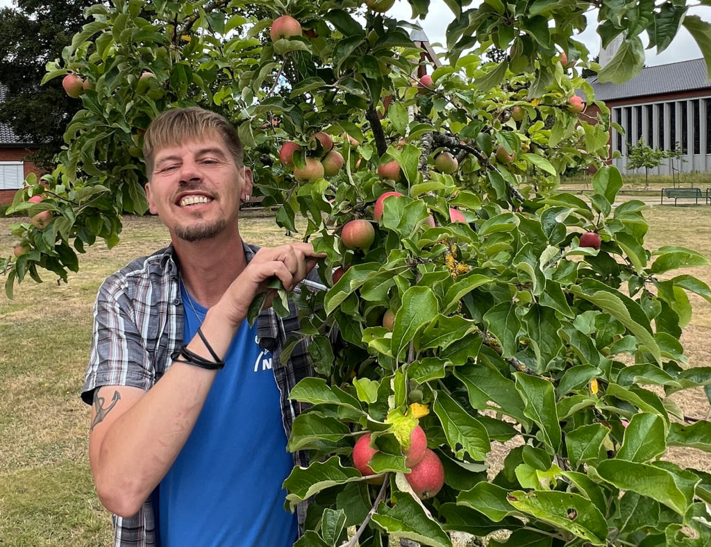 Apfel- und Birnenernte am 3. September